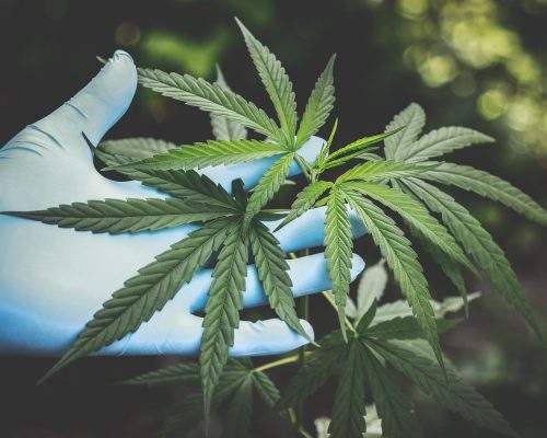 Cannabis: The Changing Regulatory Landscape in the UK