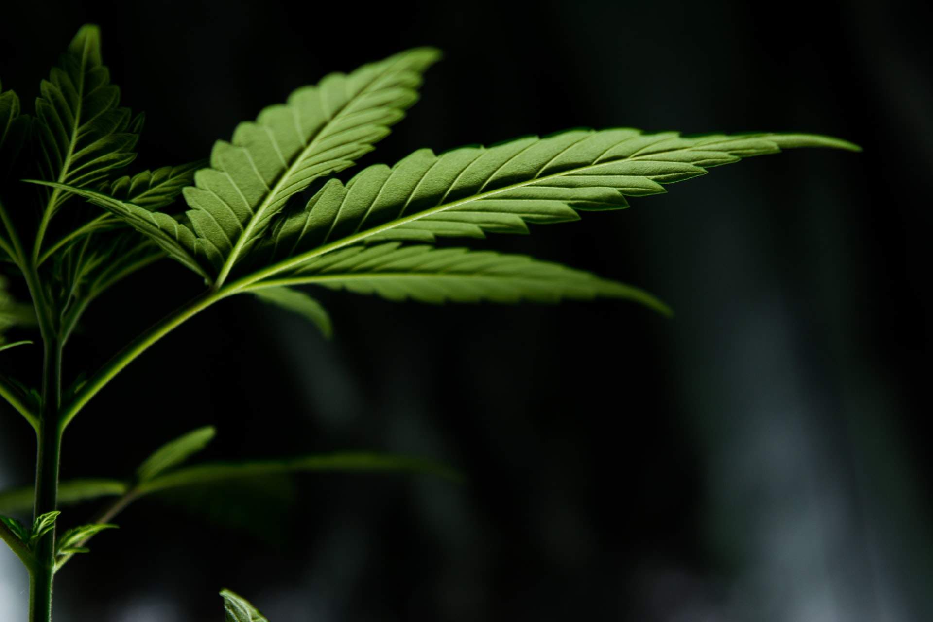 Is Weed Legal In UK Cannabis Law UK